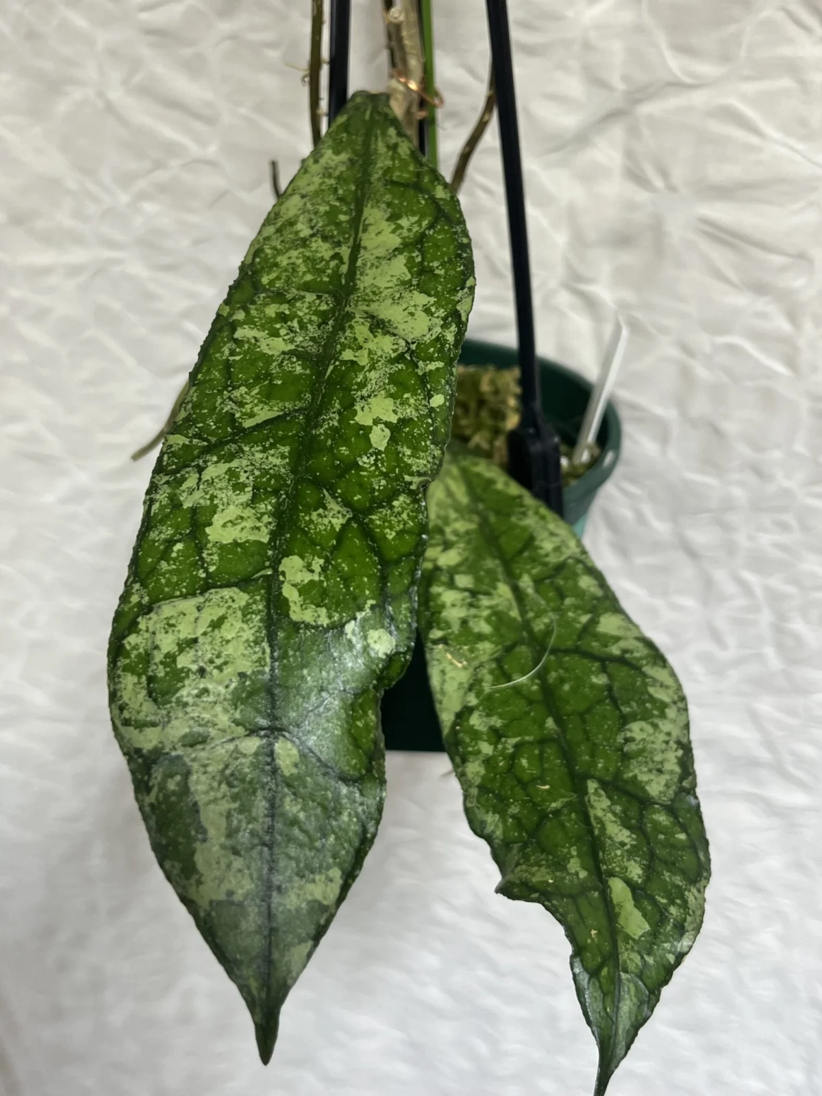 ホヤ クレメンシオラム スプラッシュ