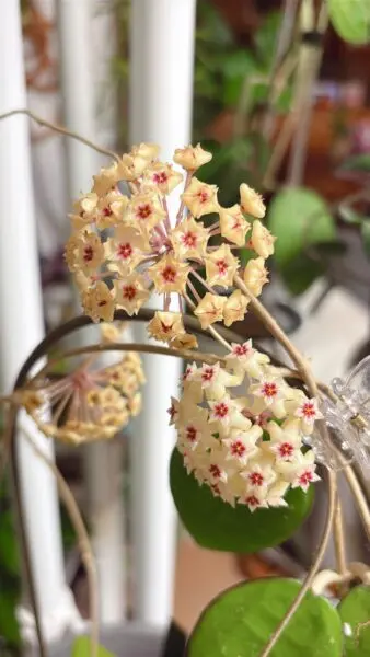 ホヤ ブラックエッジ 花 カイガラムシ 害虫