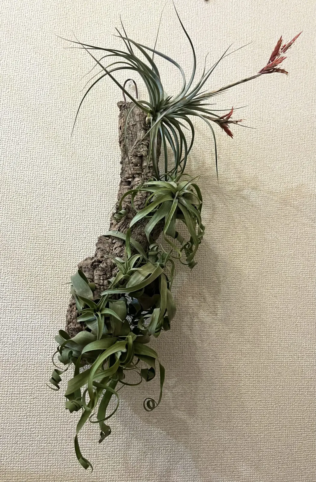 ティランジア　ストレプトフィラ　エスピノーサ