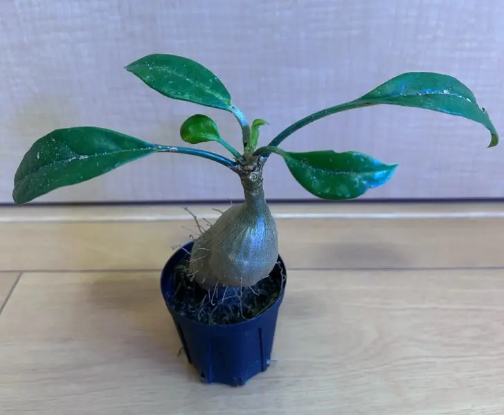 ミルメコディア ツベローサ　蟻植物　①