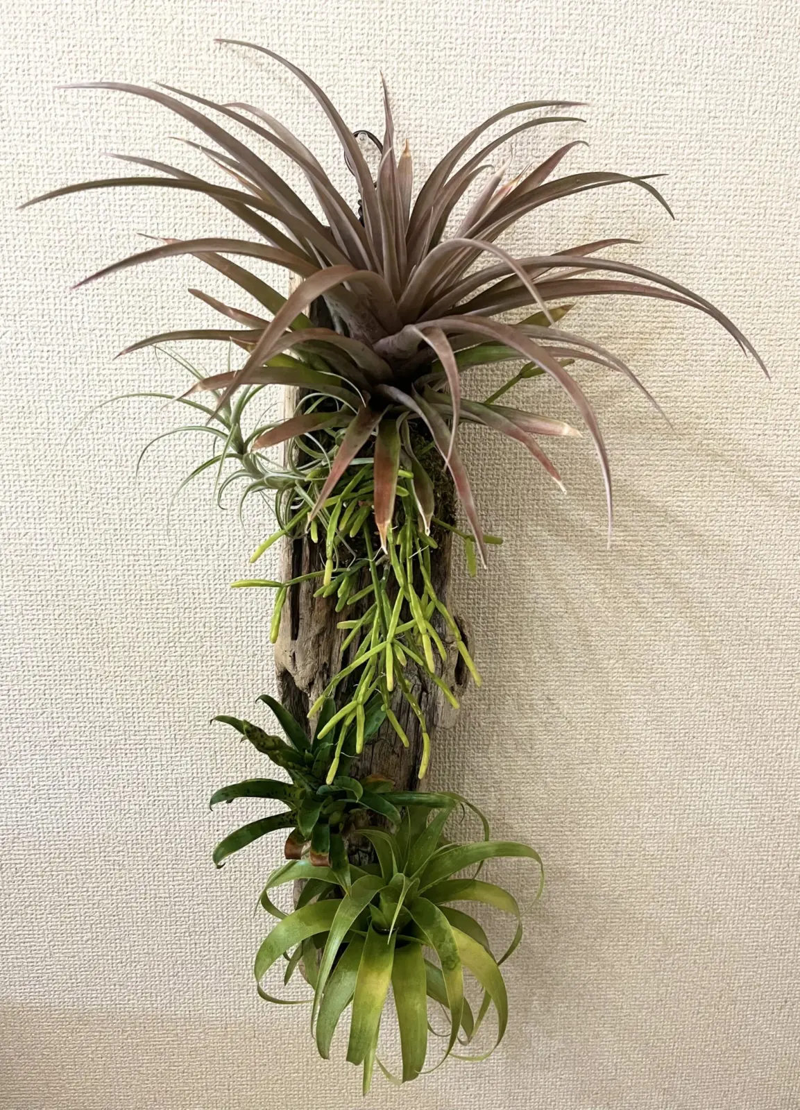 流木着生 ブロメリア リプサリス