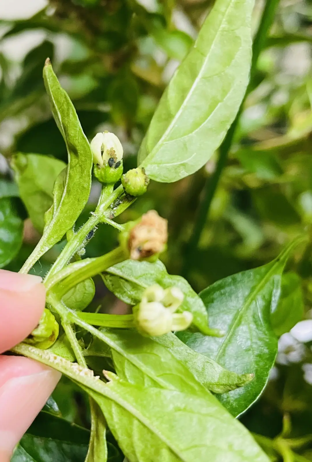 野菜 シシトウ 花 害虫 アブラムシ