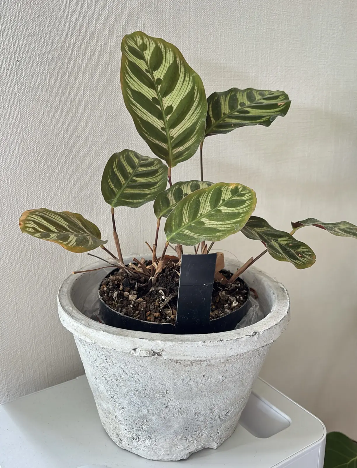 カラテア マコヤナ