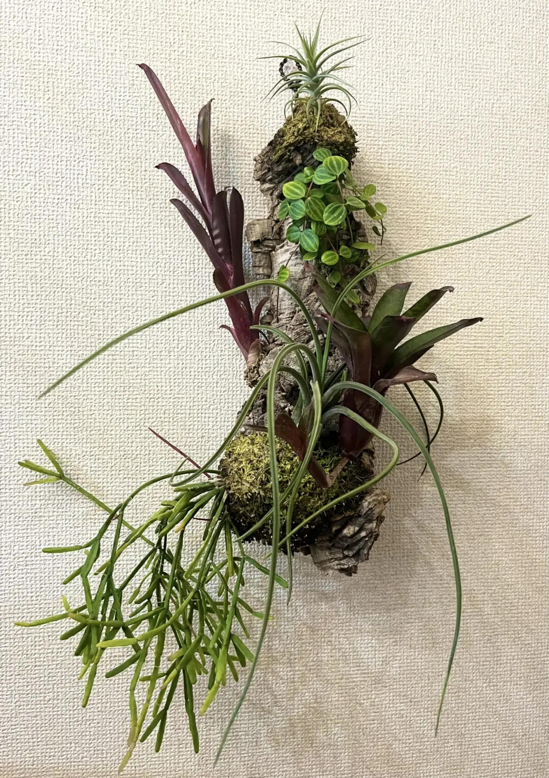 コルク着生 ブロメリア リプサリス 他