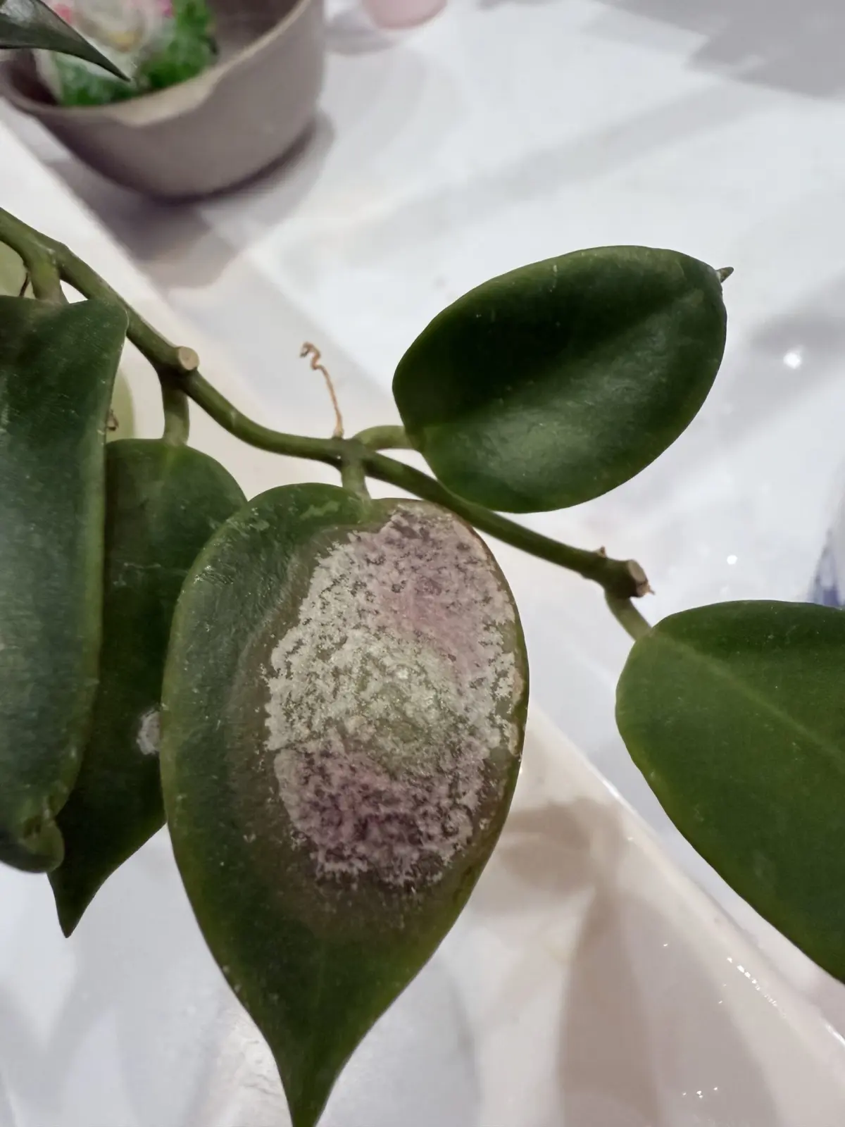 ホヤ　オブスクラ　白い何か