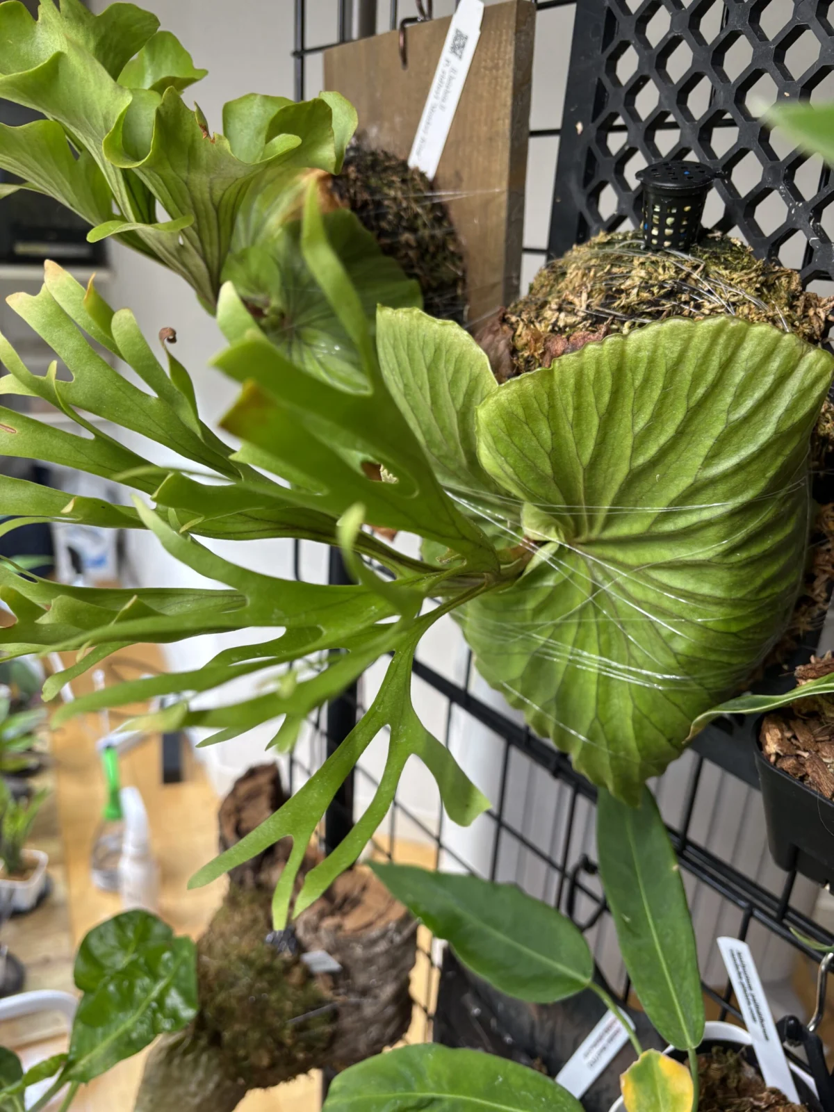 ビカクシダ　リドレイ