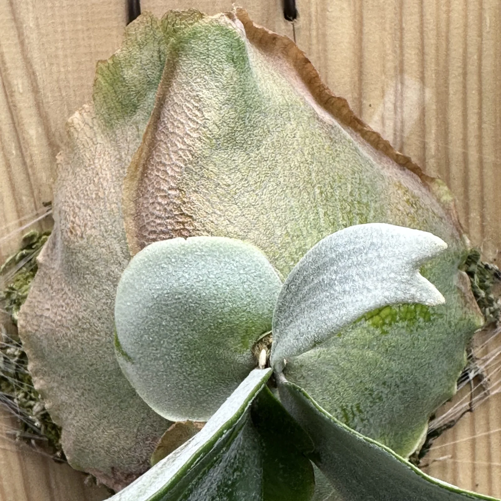 ビカクシダ　イーワン　E-1