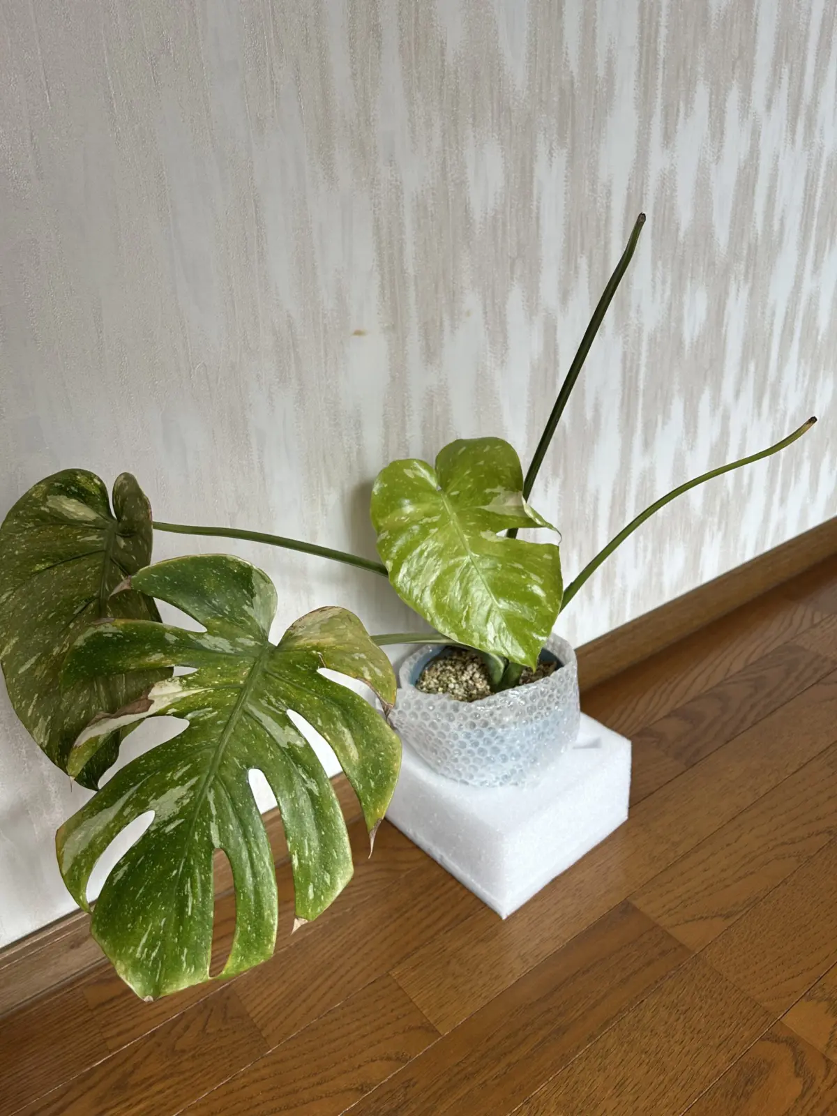 モンステラ　タイコンステレーション　葉焼けからの新葉