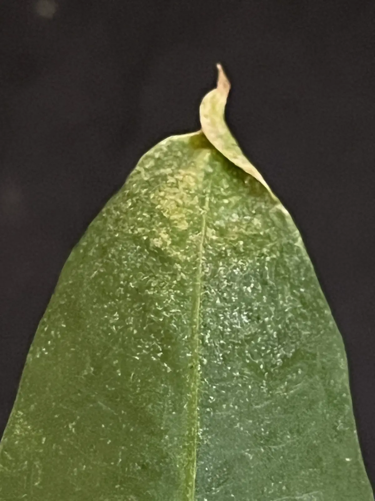 アンスリウム グラシレ ハダニ