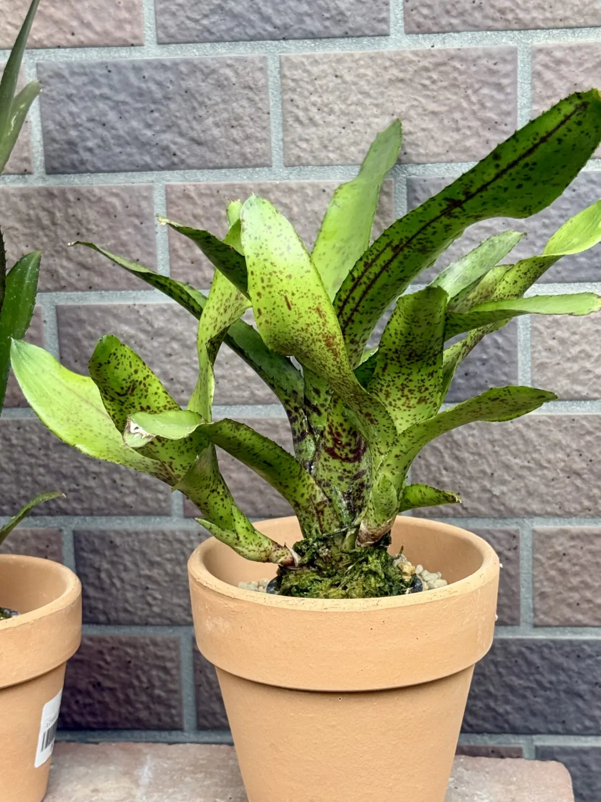 ネオレゲリア オーストラリアンペッパー