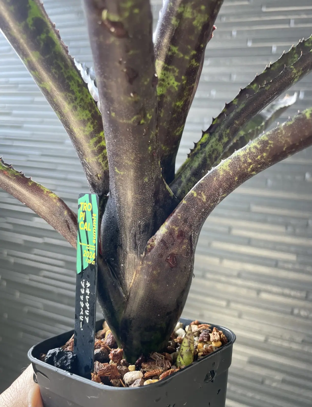 ネオレゲリア　ブラックベリー　子株