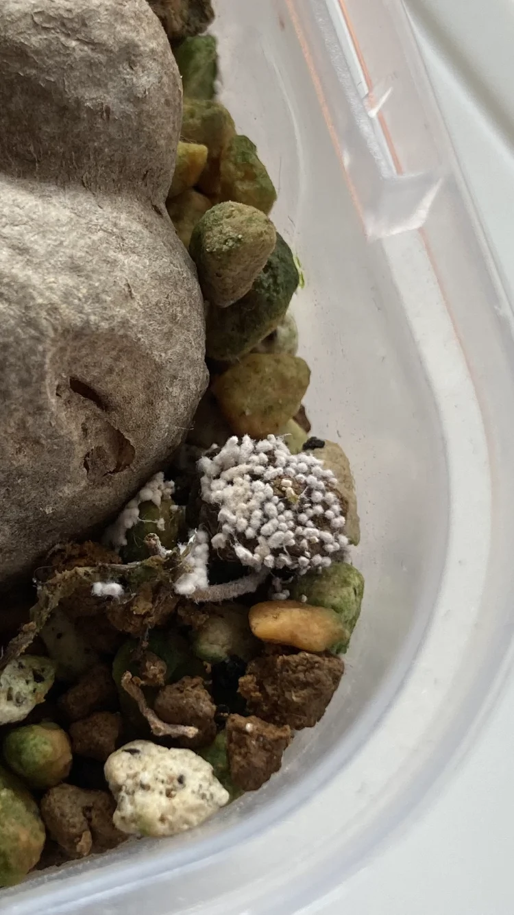 ザミオクルカス レイブン