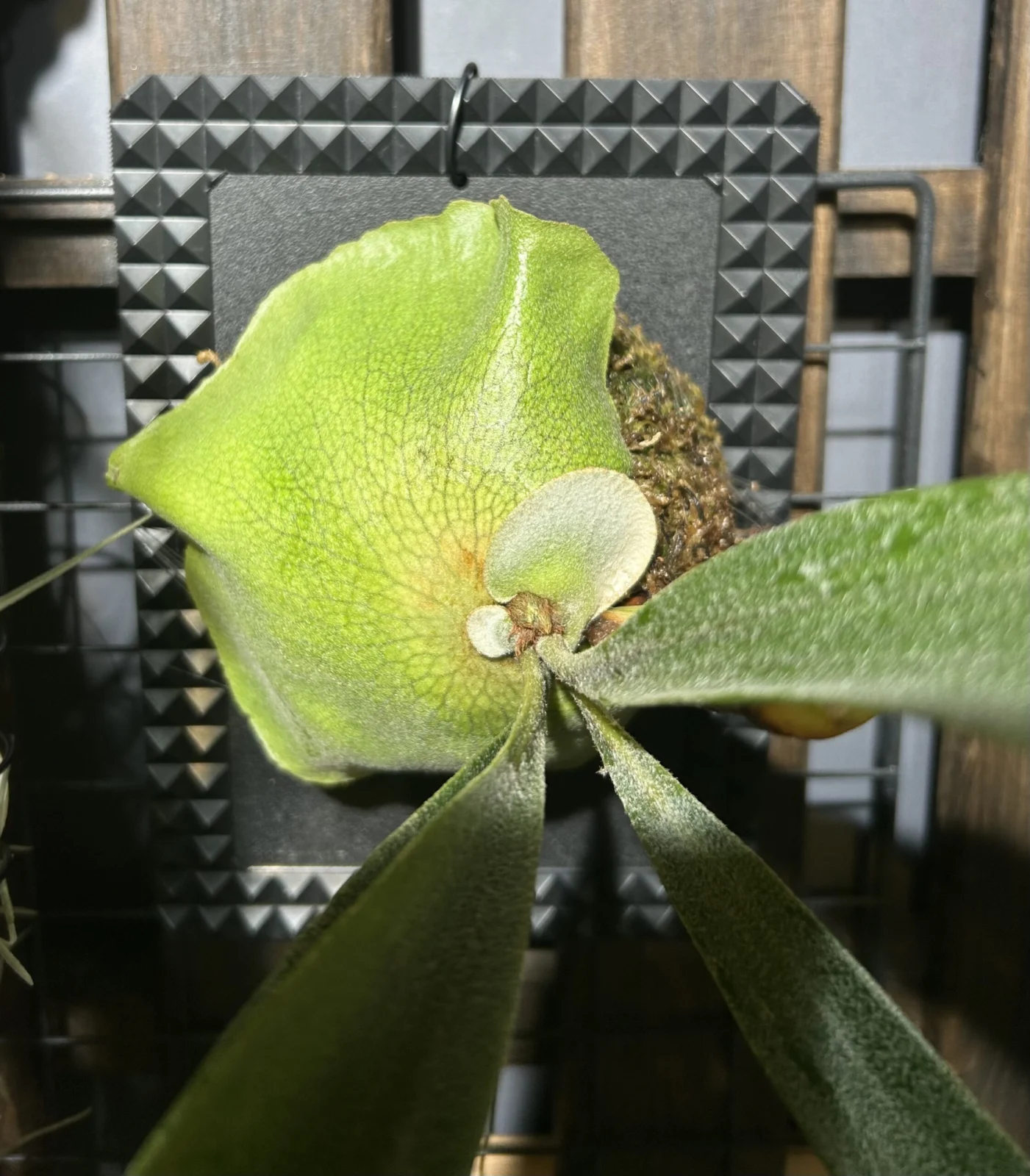 ビカクシダ　ネザーランド