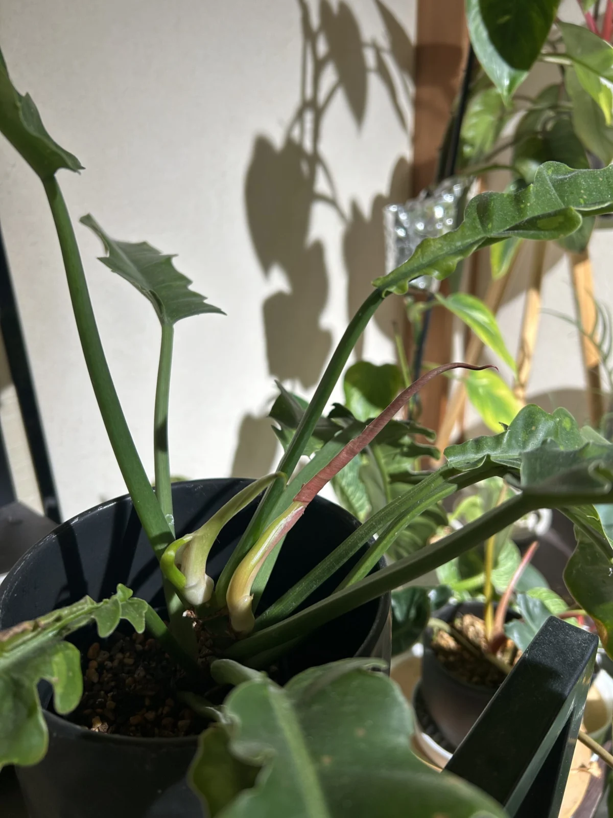 フィロデンドロン　リングオブファイヤー