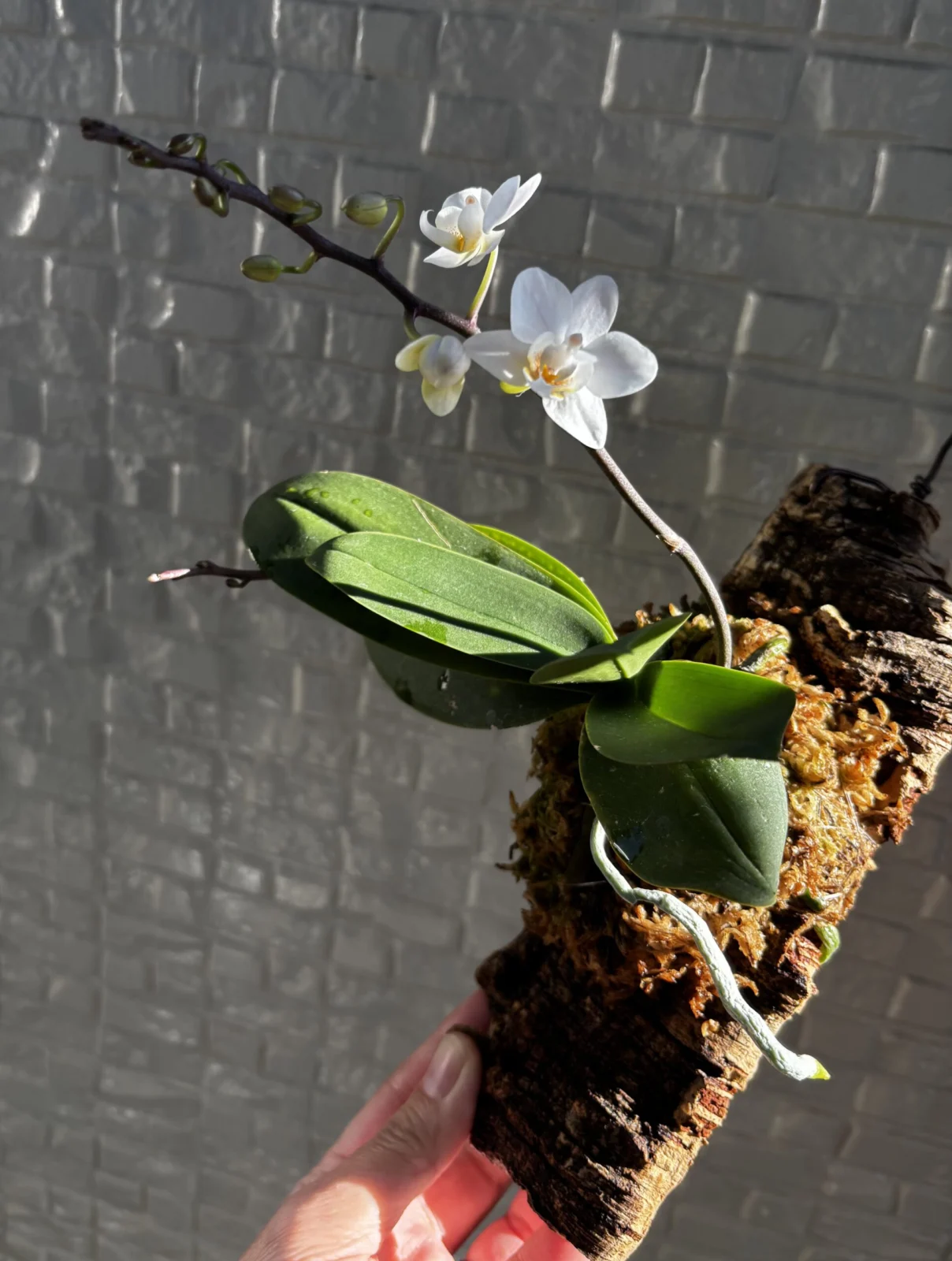 胡蝶蘭　カララ