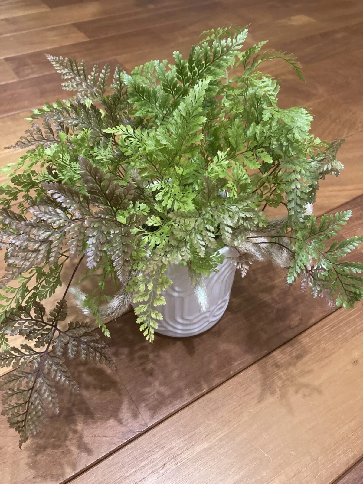 ダバリア ラビットフット