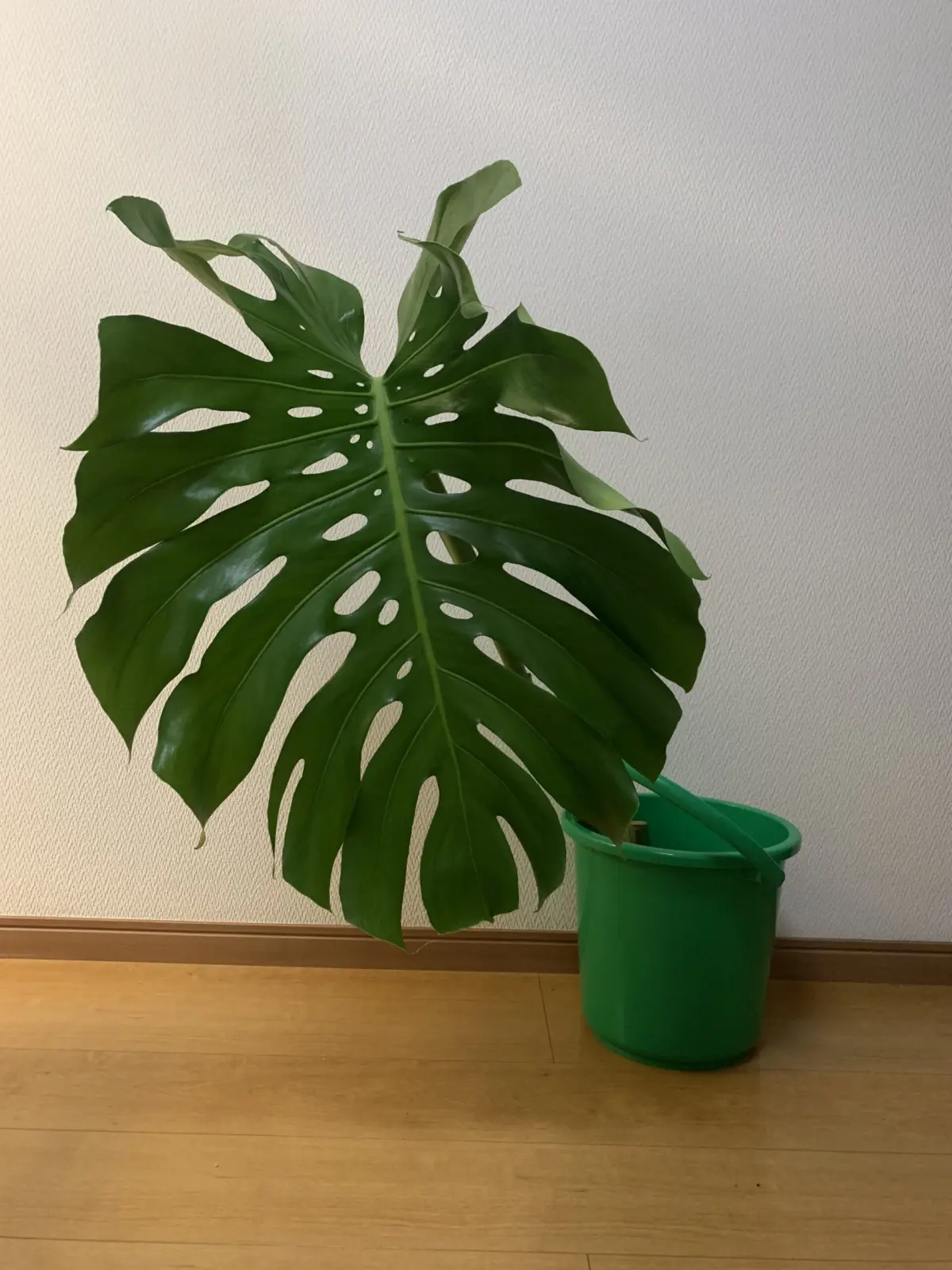 モンステラ 茎が折れた