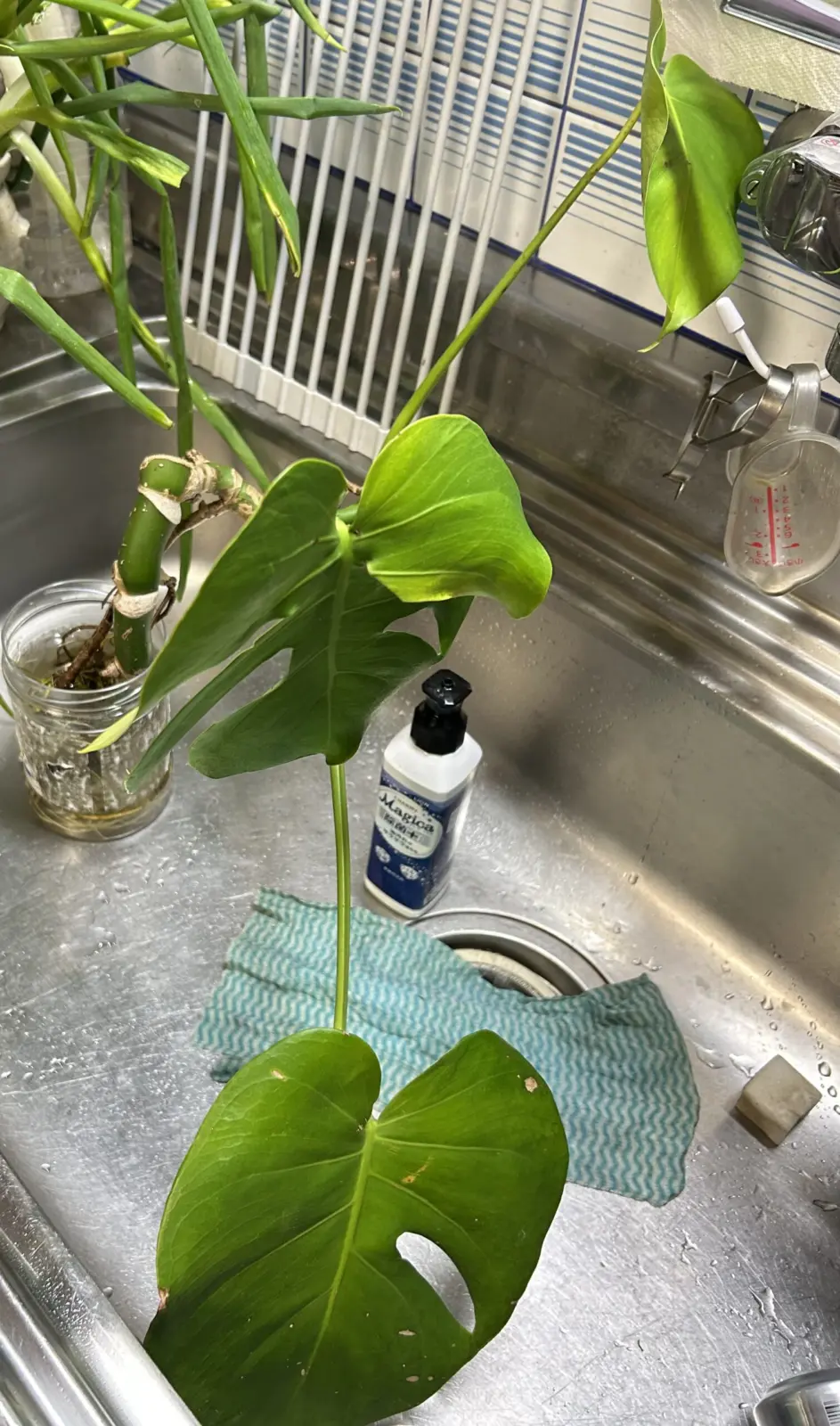 モンステラ ミズサシ