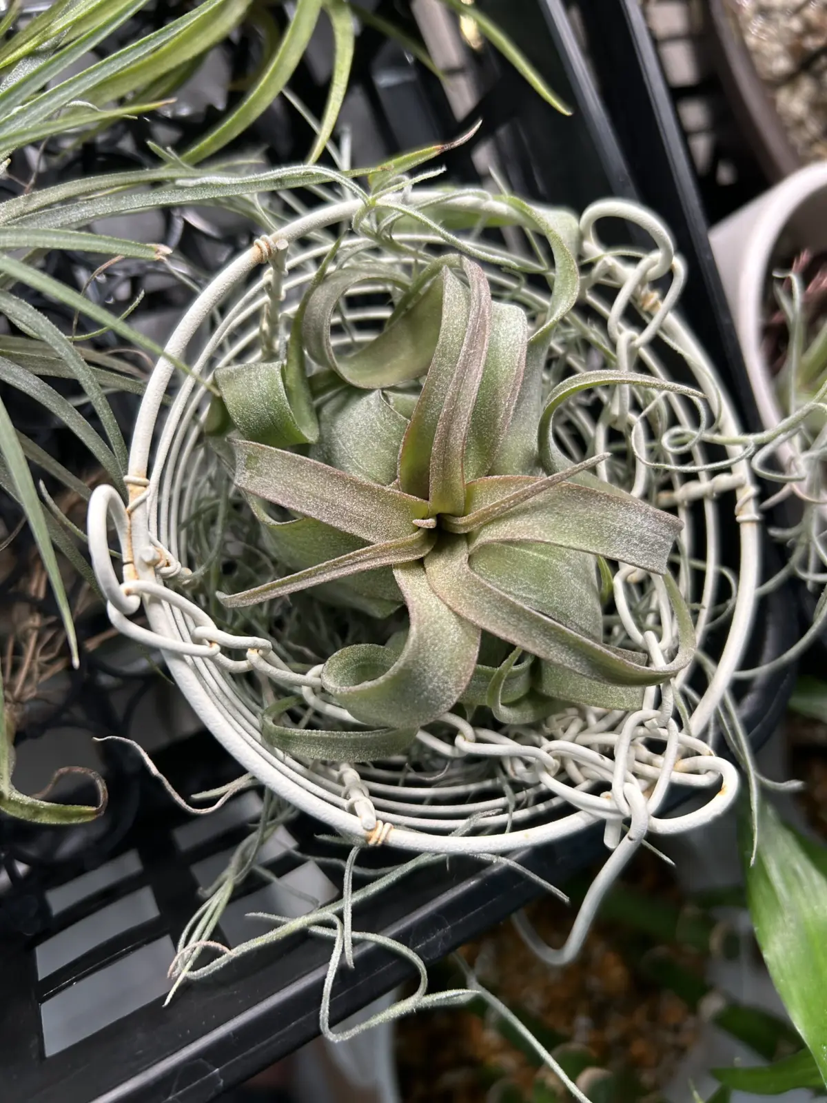 ティランジア　ストレプトフィラ