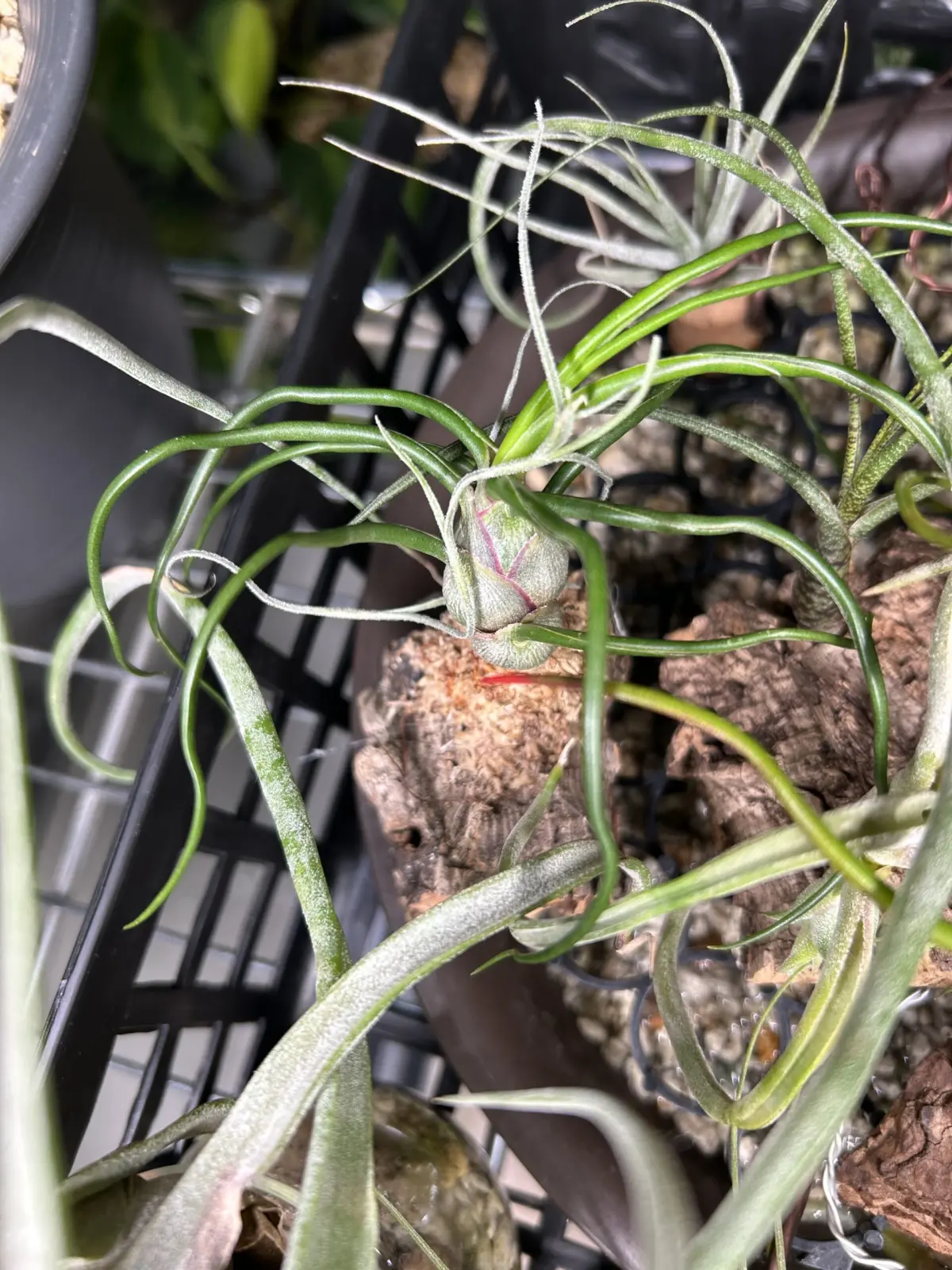 ティランジア ブルボーサ