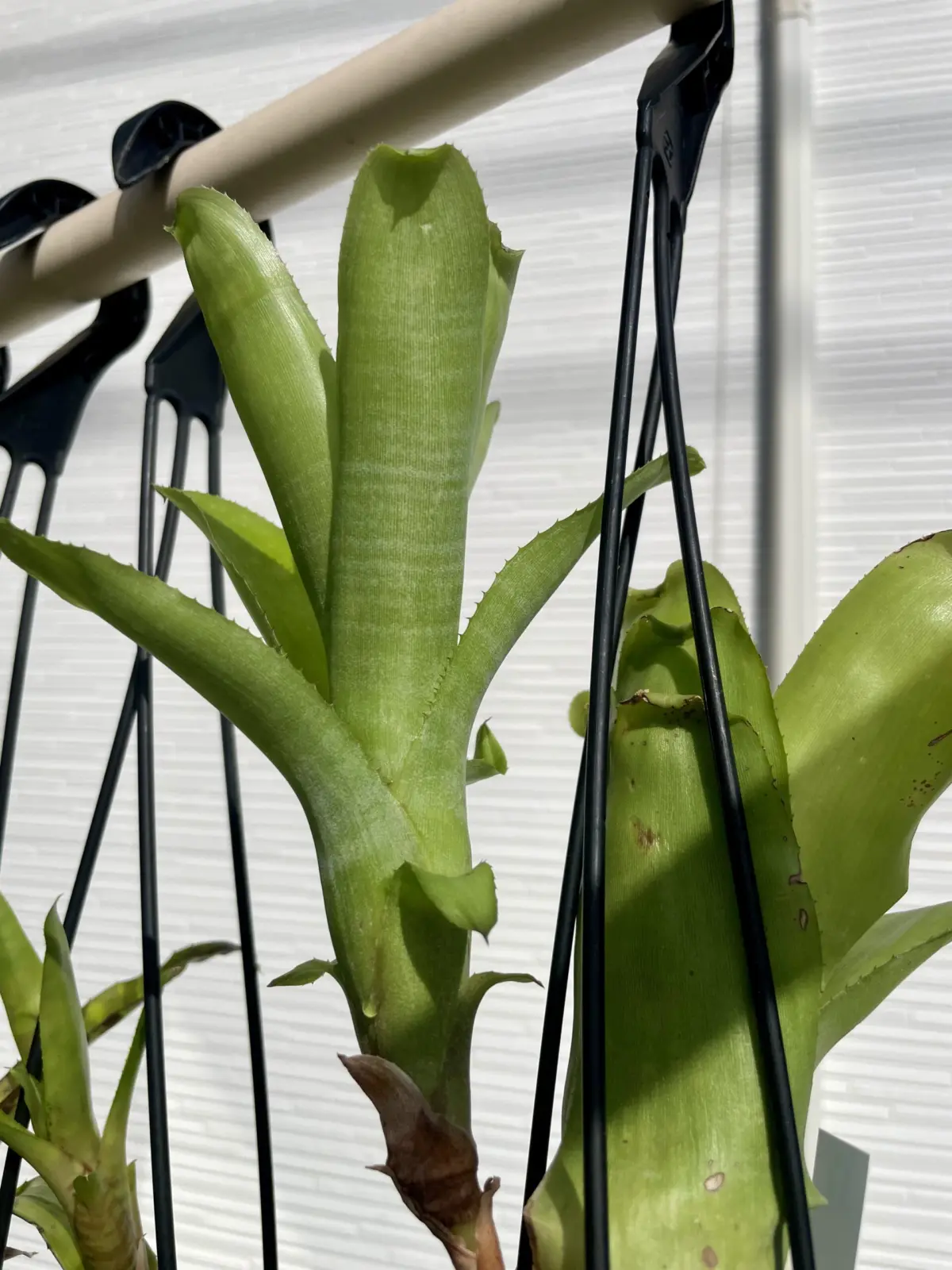 ビルベルギア　ディスタキア×アラカイ　子株