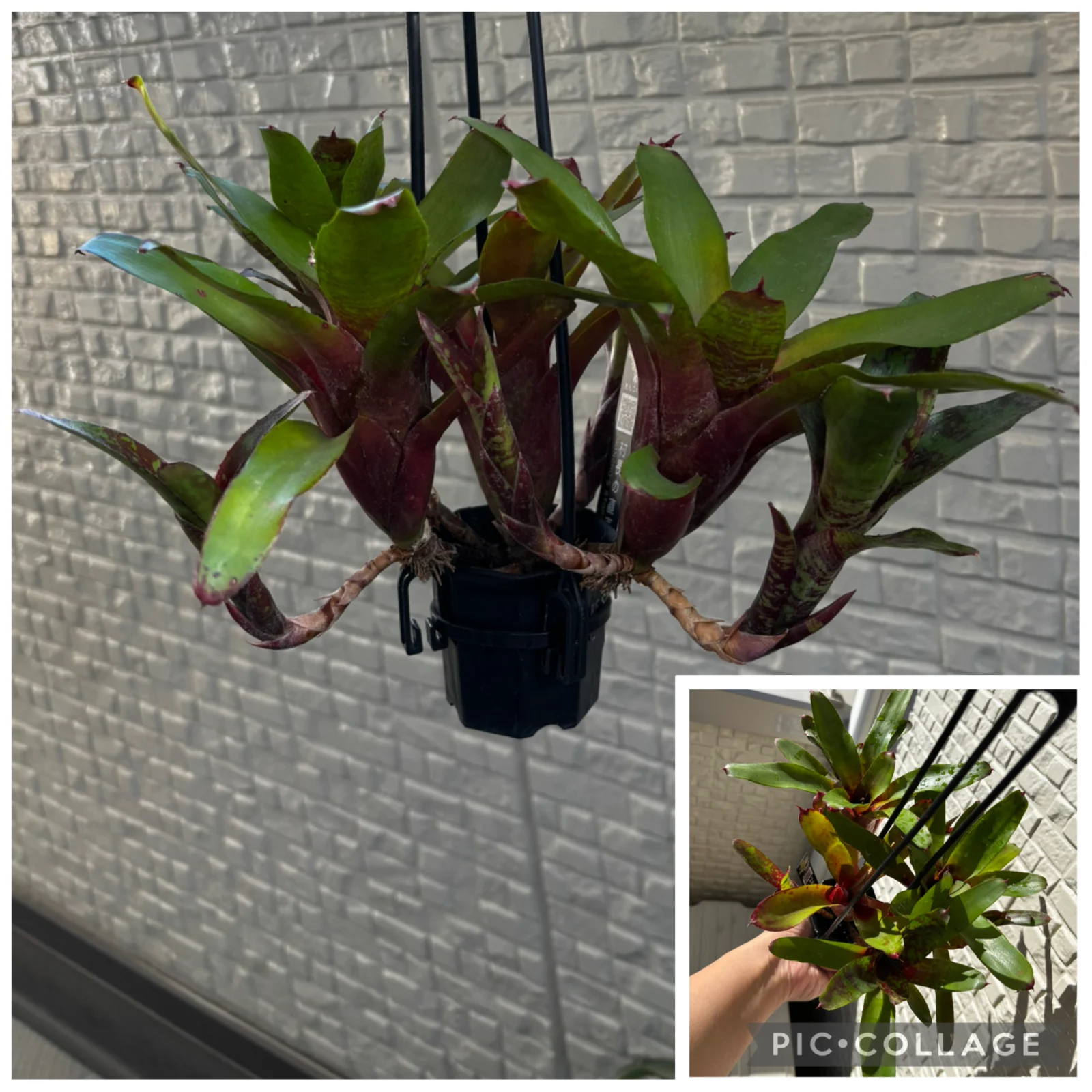 ネオレゲリア　リリープー