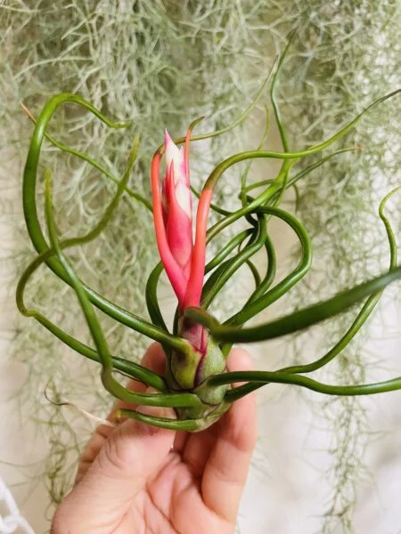 ティランジア ブルボーサ 神楽 花芽
