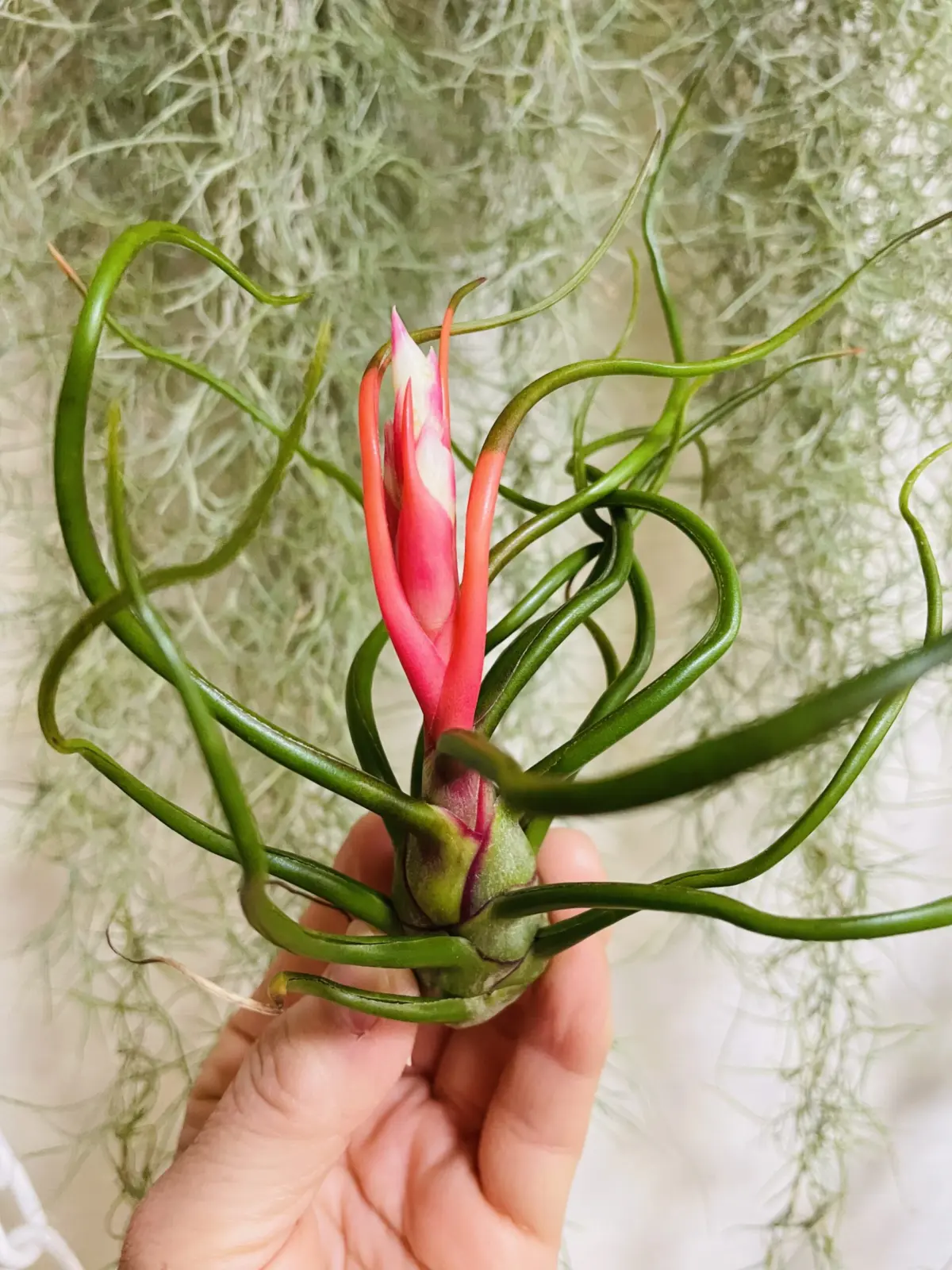 ティランジア ブルボーサ 神楽 花芽