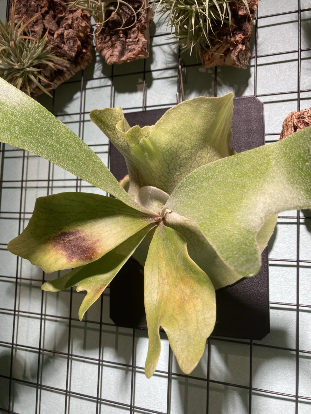 ビカクシダ ネザーランド