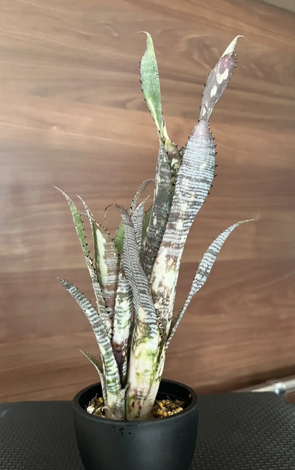 ビルベルギア　エフカイ