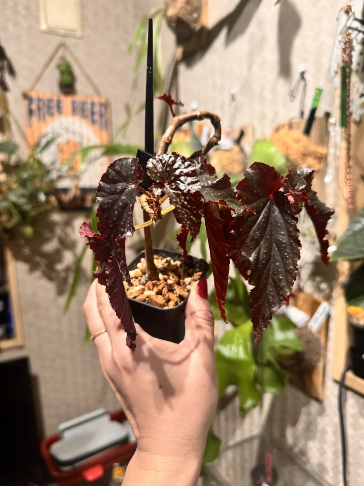 ベゴニア　ブラックドラゴン　曲げ