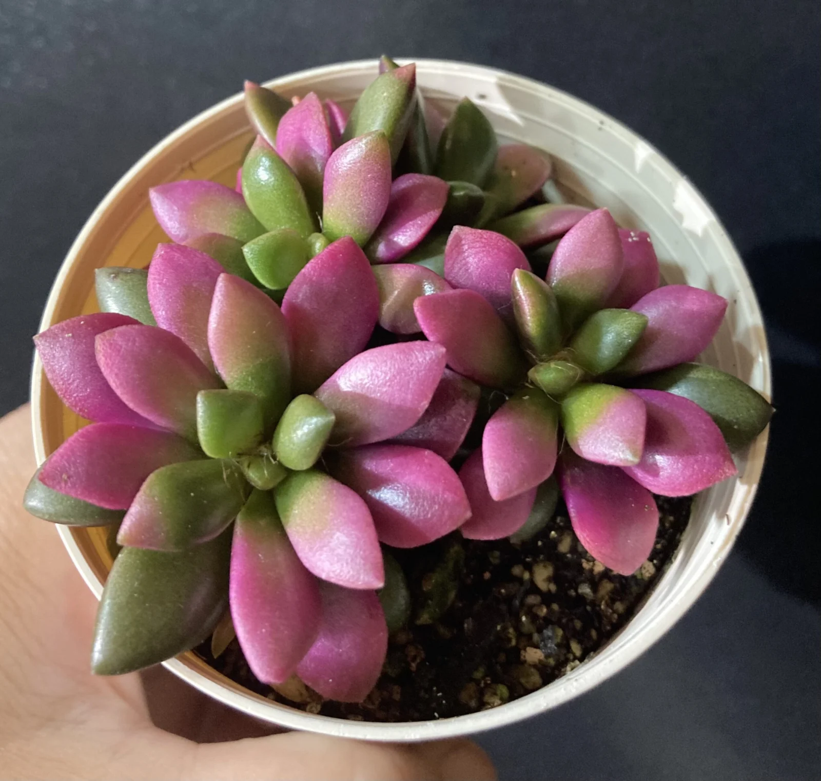 多肉植物 アナカンプセロス 桜吹雪