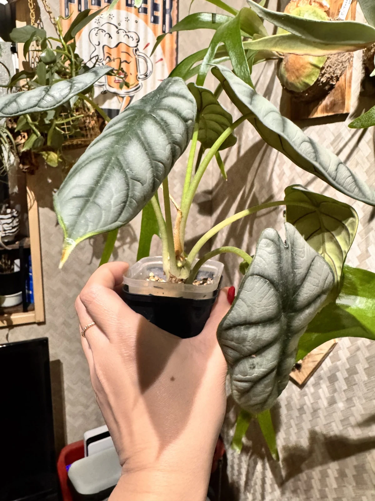 アロカシア　シルバードラゴン　水切れ