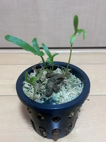 レカノプテリス クルスタセア　蟻植物