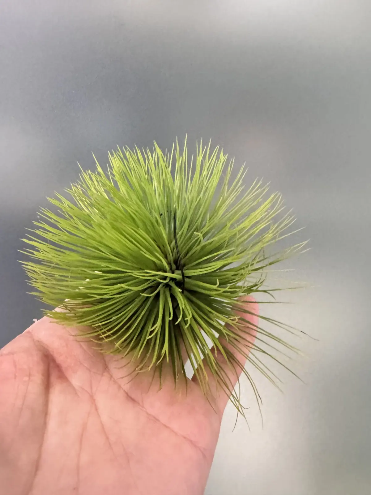 ティランジア　アンドレアナ