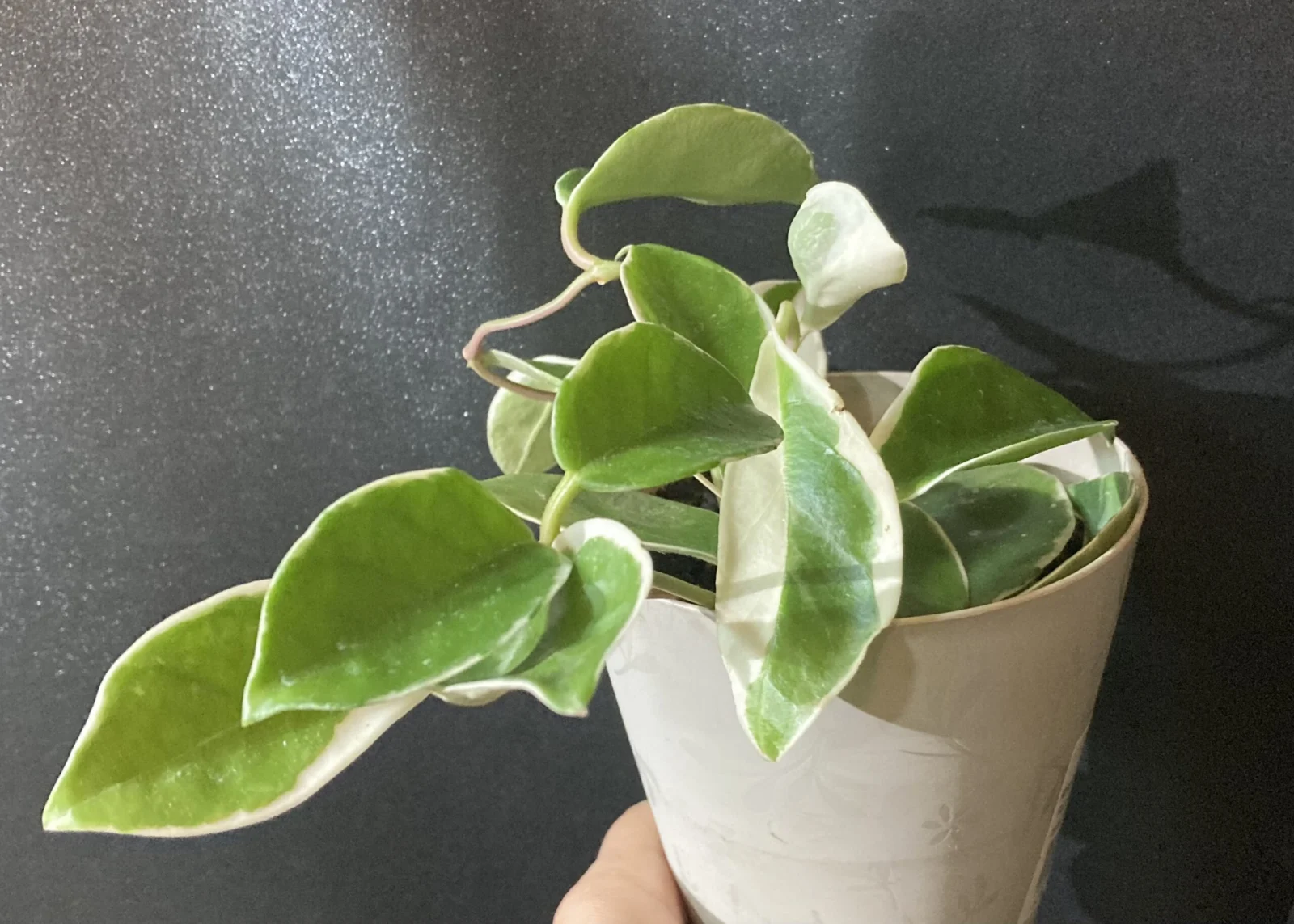 ホヤ カルノーサ 斑入り