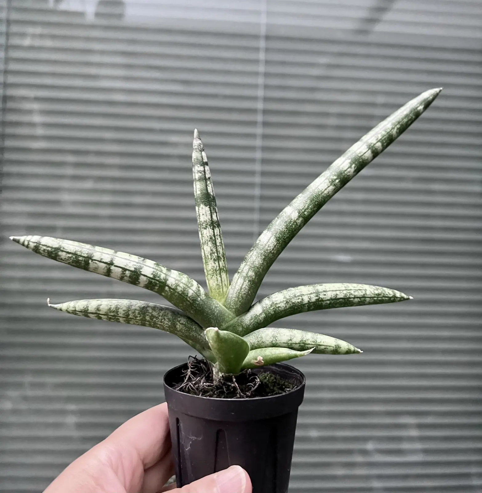 サンスベリア　ボンセレンシス