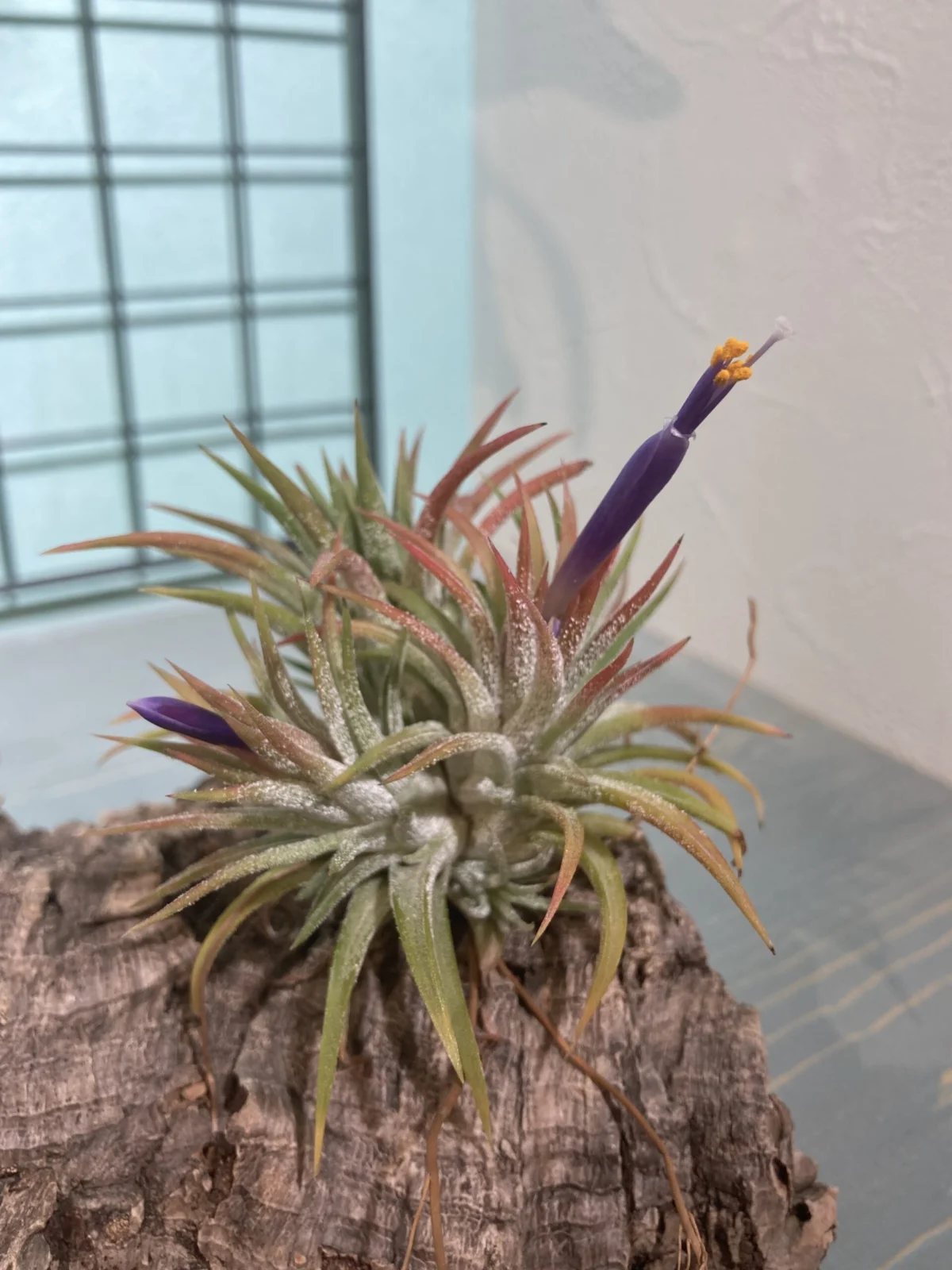 ティランジア イオナンタ