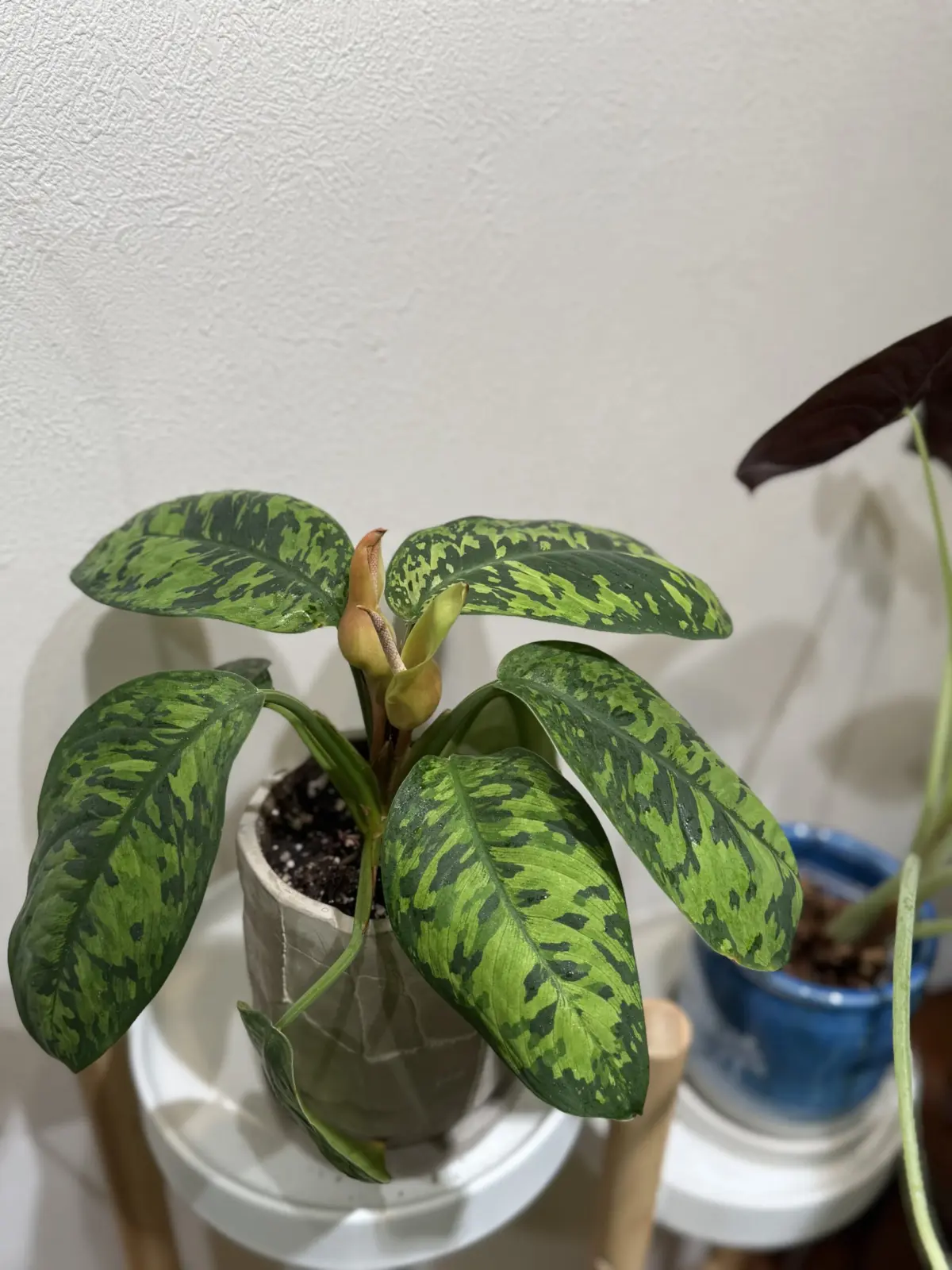 ホマロメナ　カモフラージュ　花