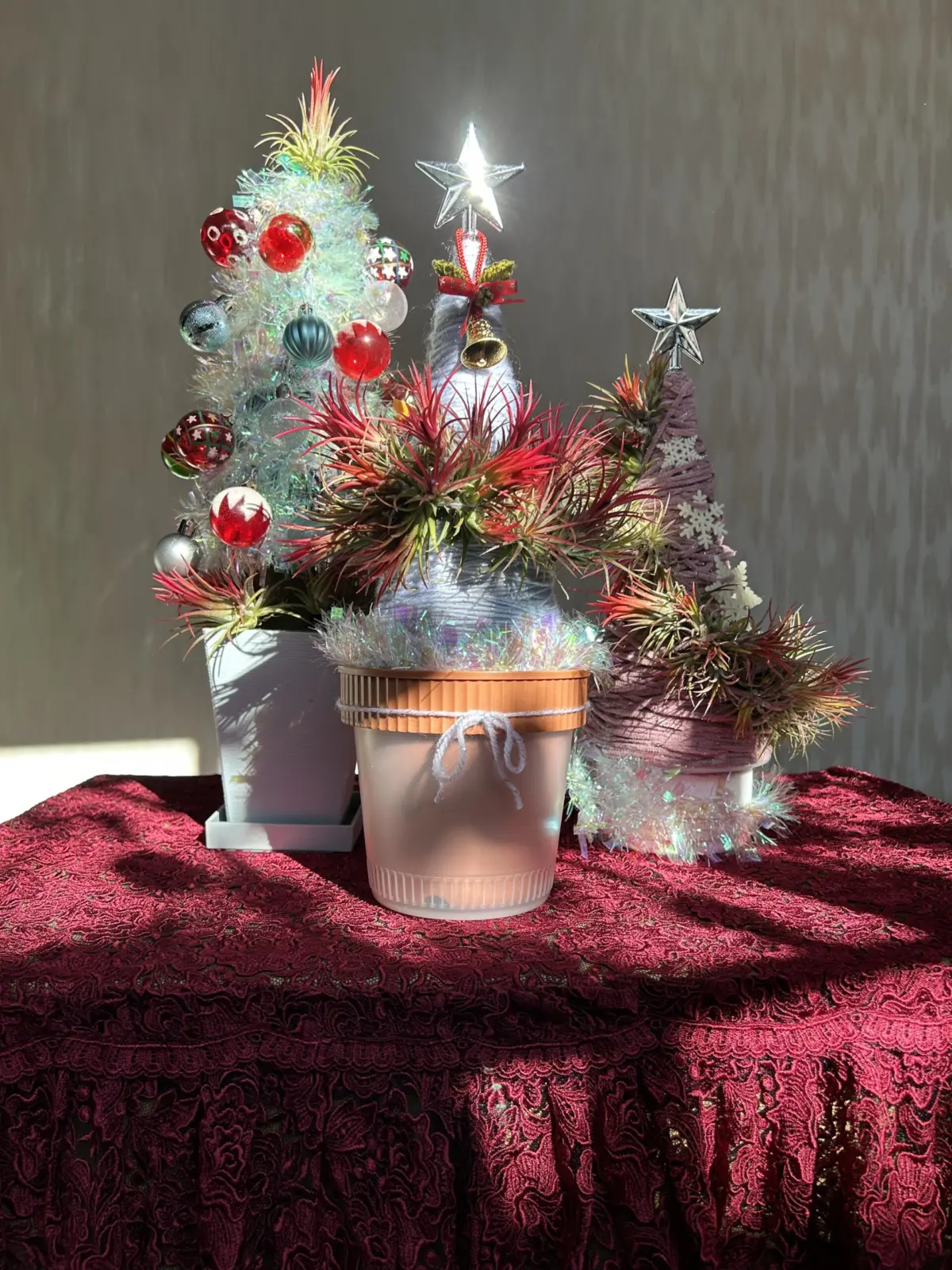 ティランジア　フエゴ　クリスマスツリー三種