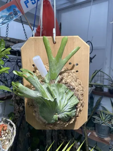 ビカクシダ グランデ
