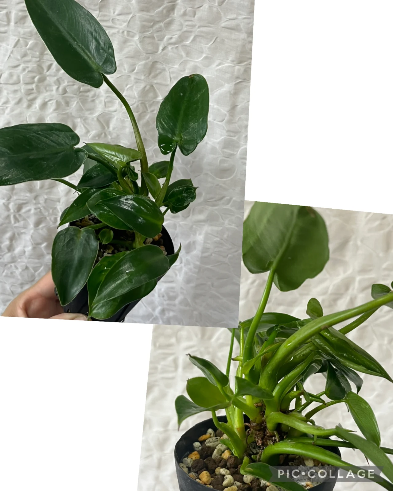 フィロデンドロン　イルセマニー