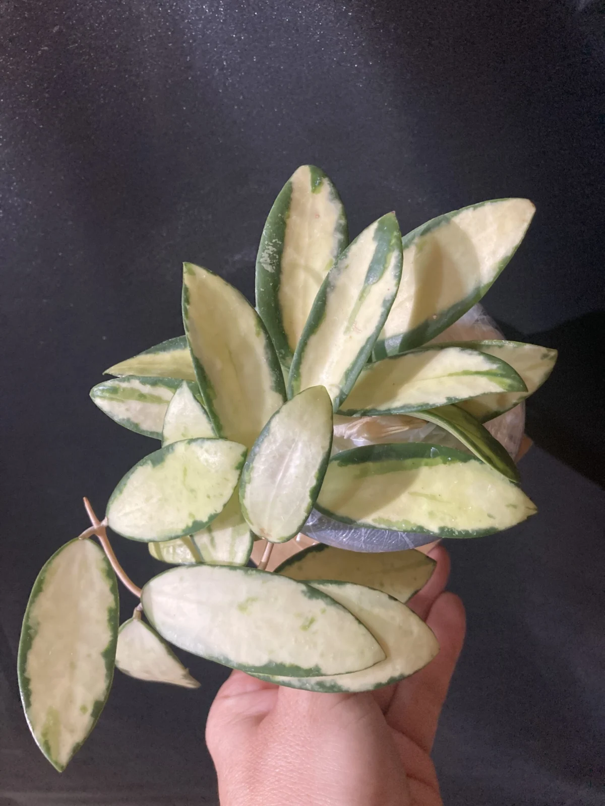 ホヤ アクタ バリエガータ