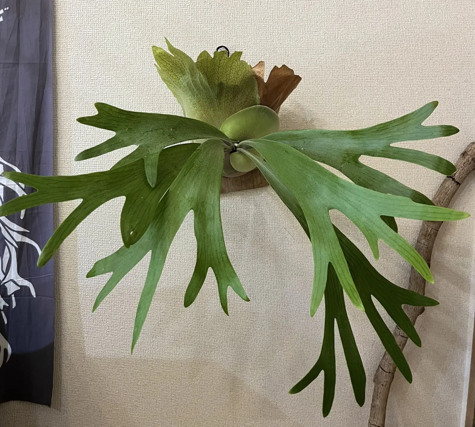 ビカクシダ ネザーランド