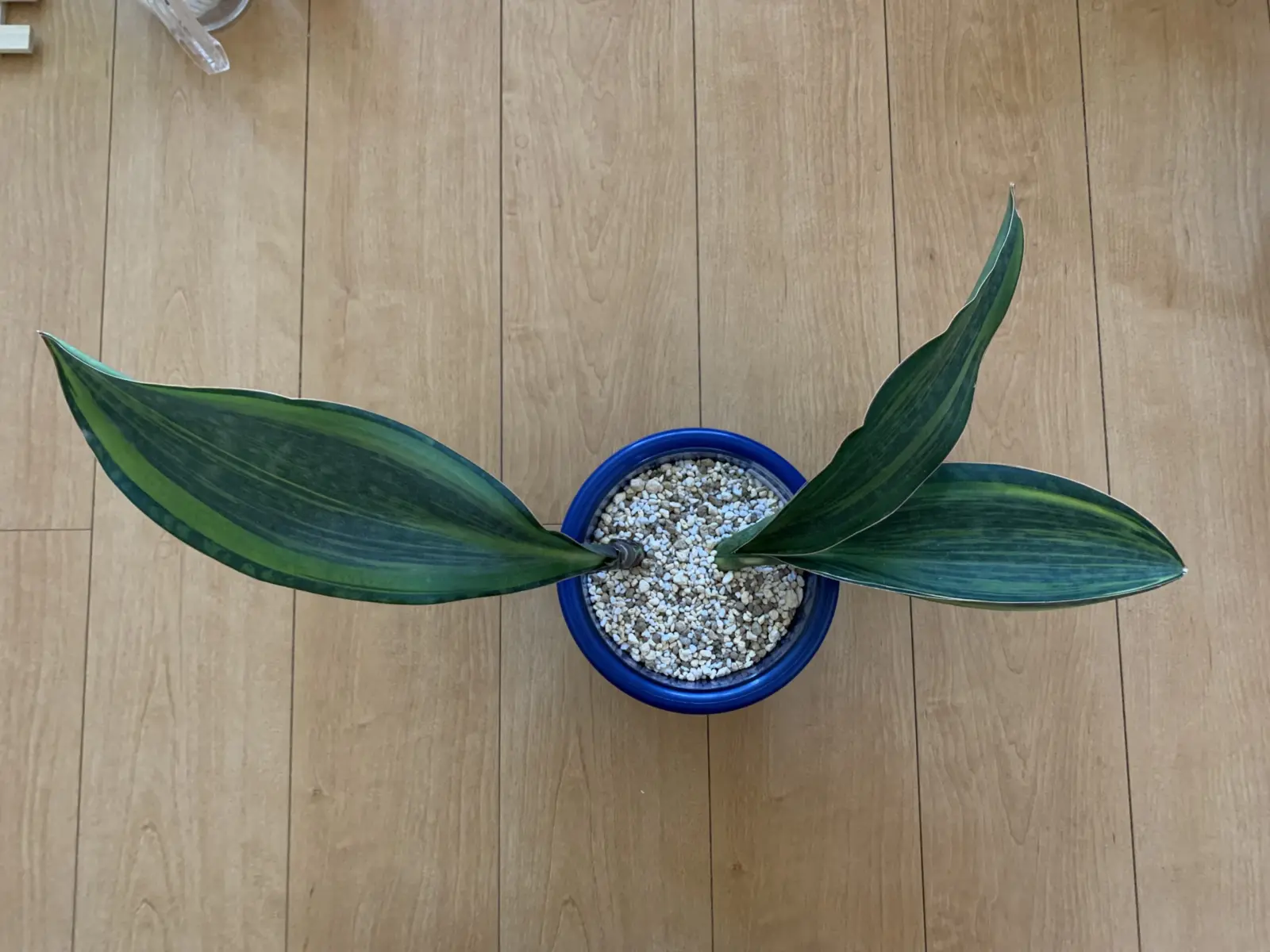 サンセベリア　マッソニアーナ　斑入り