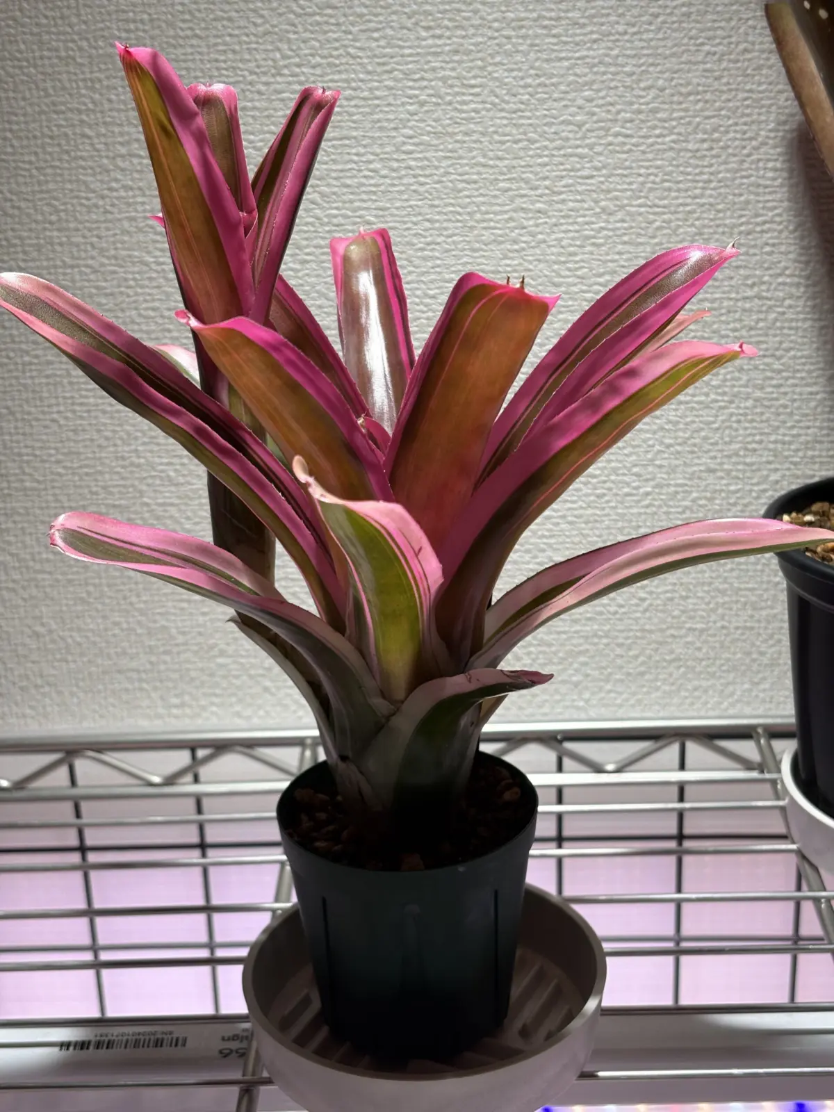 ネオレゲリア スピークノーイーブル　子株