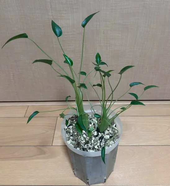 アロカシア タイニーダンサー