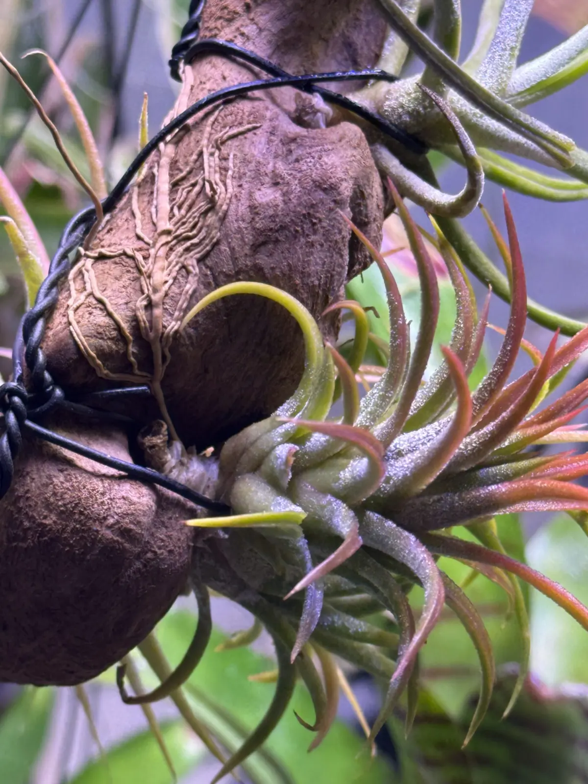 ティランジア 流木付け 根っこ 縦