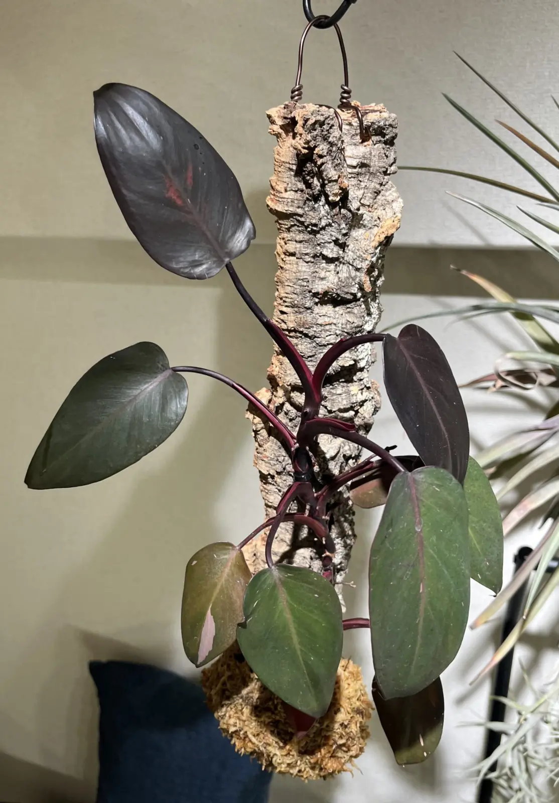 フィロデンドロン　ピンクプリンセス