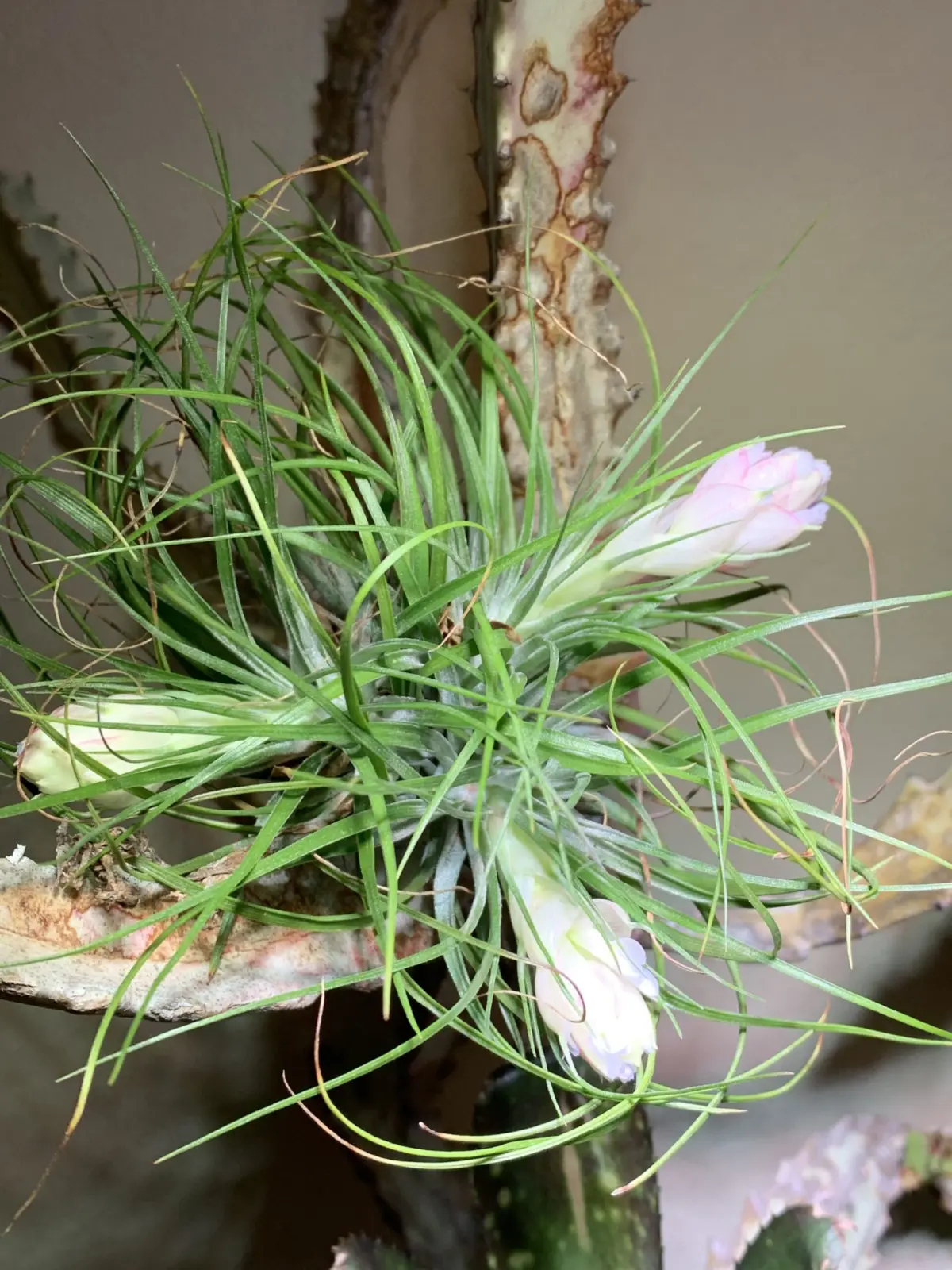 ティランジア ストリクタ マナ